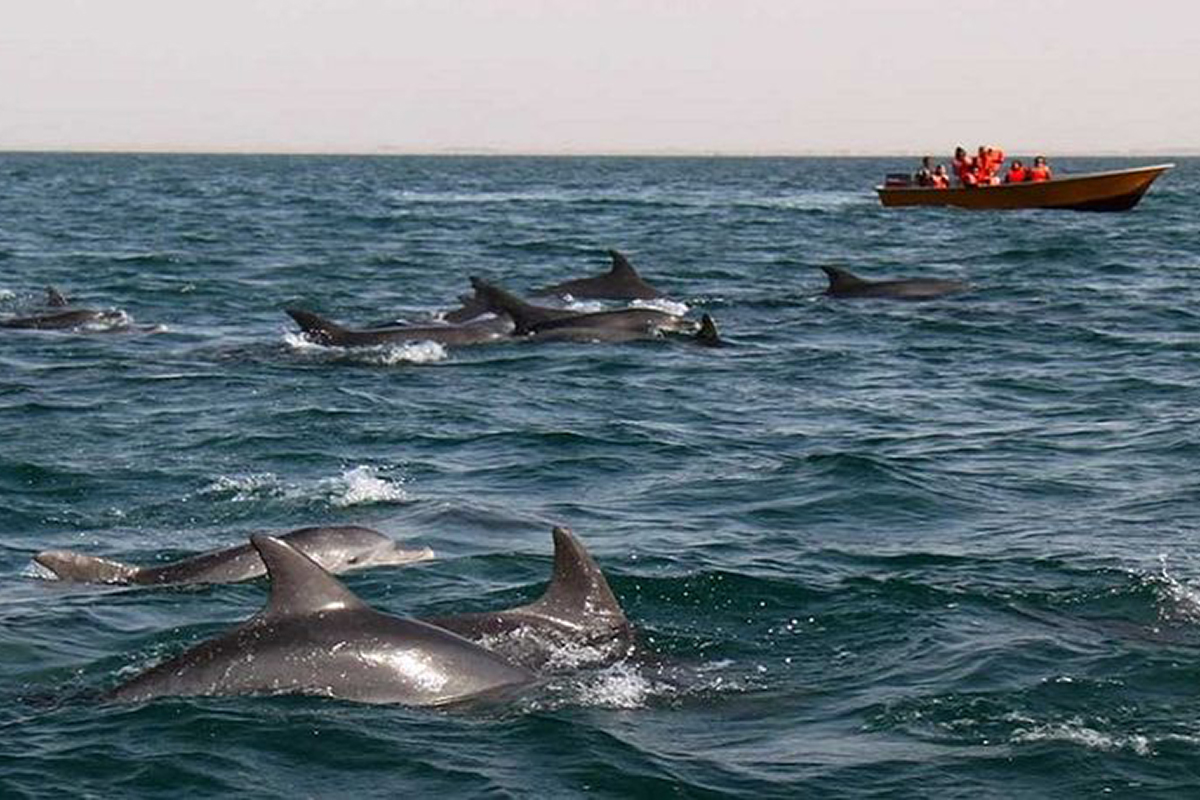 Остров Хенгам: дом диких дельфинов в Иране